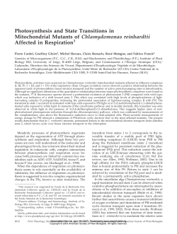 Photosynthesis and State Transitions in Mitochondrial Mutants of