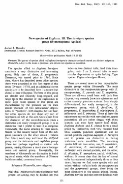 New species of Euglossa. ID. The bursigera species group