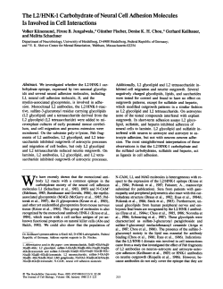 The L2/HNK-1 Carbohydrate of Neural Cell