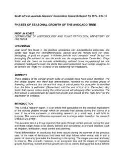 Phases of Seasonal Growth of the Avocado Tree