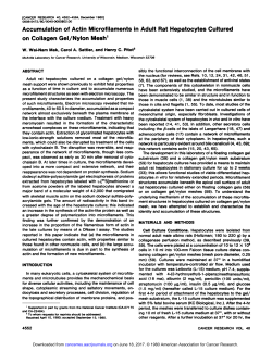 Accumulation of Actin Microfilaments in Adult Rat