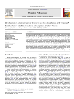 Connection to adhesion and virulence?