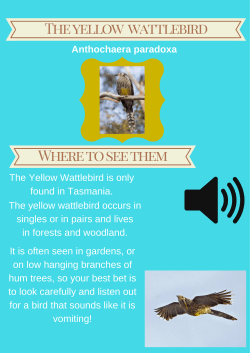 Yellow wattlebird - Orford Primary School