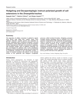 Hedgehog and Decapentaplegic instruct polarized