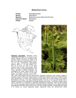 Botrychium tunux