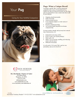 Pugs: What a Unique Breed! - Den Herder Veterinary Hospital