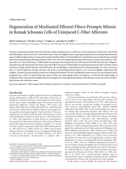 Degeneration of Myelinated Efferent Fibers Prompts Mitosis in