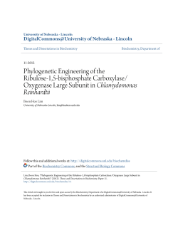 Phylogenetic Engineering of the Ribulose-1,5