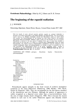 The beginning of the equoid radiation