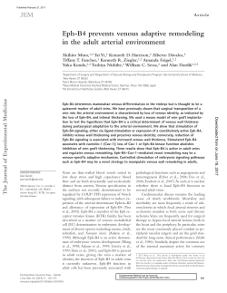 Eph-B4 prevents venous adaptive remodeling in the adult arterial