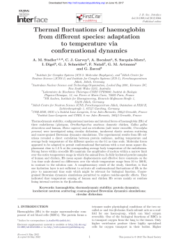 Thermal fluctuations of haemoglobin from different species