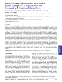 Purifying Selection in Mammalian Mitochondrial
