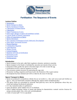 Fertilization: The Sequence of Events