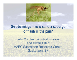 Swede Midge: Canola Scourge or Flash in the Pan?