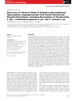 Discovery of a Diverse Clade of Gregarine
