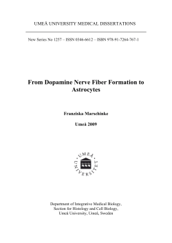 From Dopamine Nerve Fiber Formation to Astrocytes