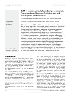 TEM-1-encoding small plasmids impose dissimilar