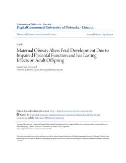 Maternal Obesity Alters Fetal Development Due to Impaired