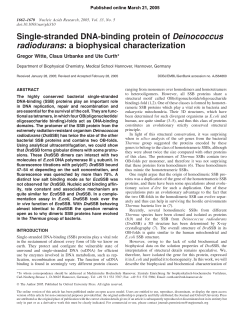 Single-stranded DNA-binding protein of