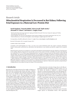 Mitochondrial Respiration Is Decreased in Rat Kidney Following