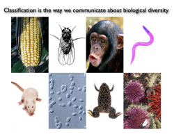 Classification is the way we communicate about biological diversity