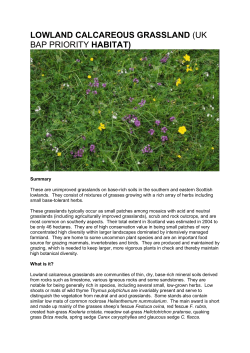 lowland calcareous grassland