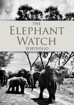 Photo by Daryl Balfour - Elephant Watch Portfolio