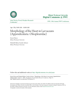 Morphology of the Heart in Larvaceans