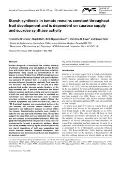 Starch synthesis in tomato remains constant throughout fruit