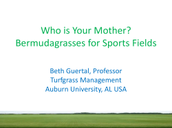 Bermudagrasses for Sports Fields - Sports Turf Managers Association