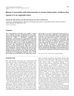 Myosin V associates with melanosomes in mouse melanocytes