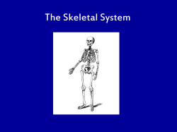 The Skeletal System
