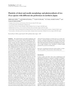 Plasticity of shoot and needle morphology and photosynthesis of two