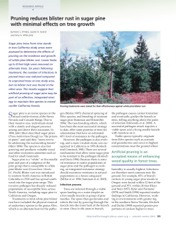 Pruning reduces blister rust in sugar pine with minimal effects on