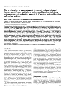The proliferation of spermatogonia in normal and