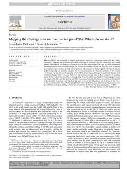 Mapping the cleavage sites on mammalian pre
