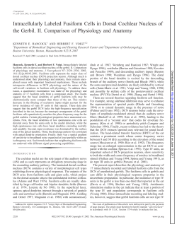 Intracellularly Labeled Fusiform Cells in Dorsal Cochlear Nucleus of