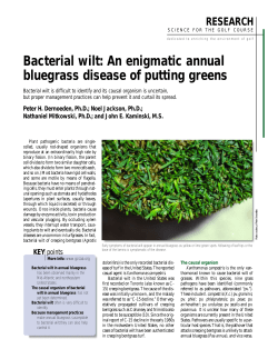 Bacterial wilt: An enigmatic annual bluegrass disease