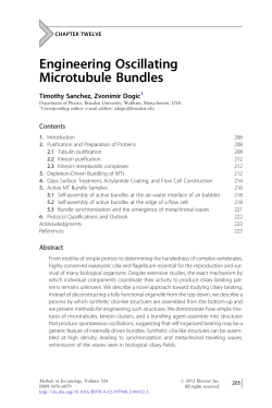 Engineering Oscillating Microtubule Bundles