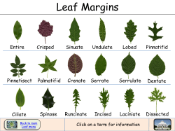 Leaf Margins