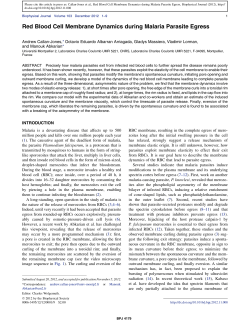 Red Blood Cell Membrane Dynamics during Malaria Parasite Egress