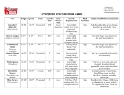Evergreen Tree Selection Guide