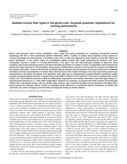 Skeletal muscle fiber types in the ghost crab, Ocypode quadrata