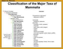 Classification of the Major Taxa of Mammalia