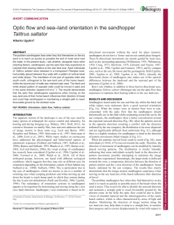 Optic flow and sea&ndash;land orientation in the sandhopper Talitrus saltator