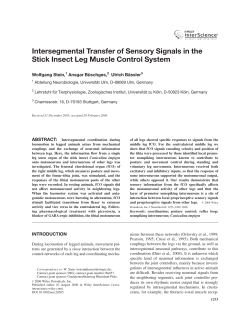 Intersegmental transfer of sensory signals in the stick insect leg