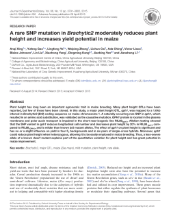 A rare SNP mutation in Brachytic2 moderately
