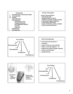 Chlorophyta I. Characteristics of Eukaryotic Algae II. Characteristics