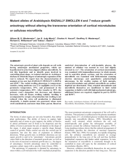 Growth anisotropy, microtubules and microfibrils