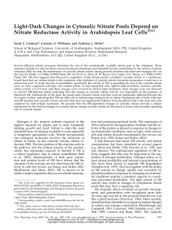 Light-Dark Changes in Cytosolic Nitrate Pools